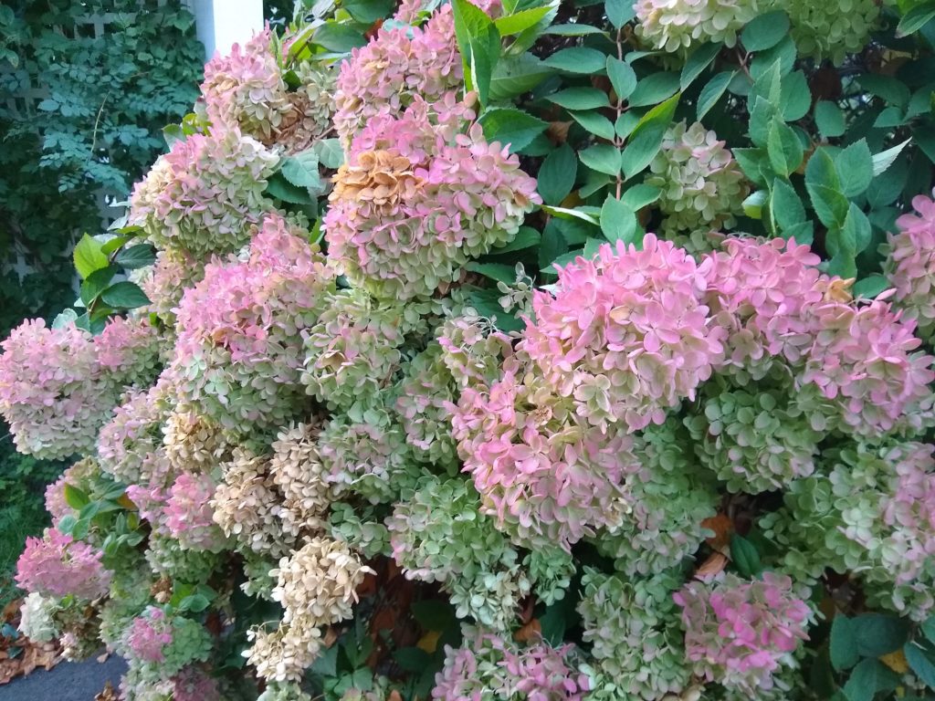 Hydrangeas in the fall